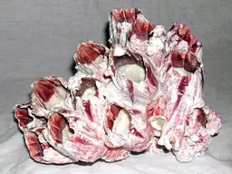 https://starbek-static.myshopblocks.com/images/tmp/se_140_barnacles3.4.jpg
