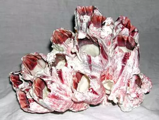 https://starbek-static.myshopblocks.com/images/tmp/se_140_barnacles3.4.jpg