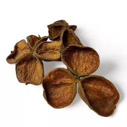Land lotus 1.jpg
