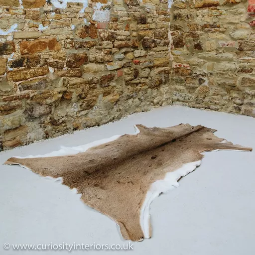 White Tailed Deer Hide Rug