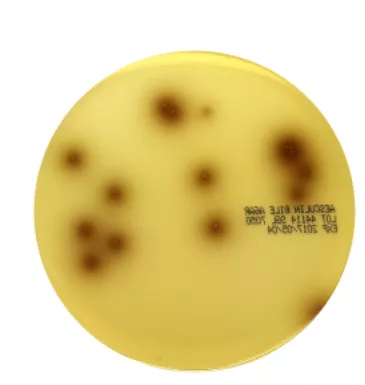 Bile Aesculin Agar Plates