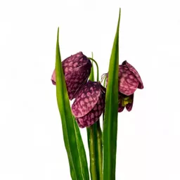 Fritilaria 4.jpg