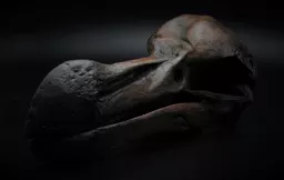 Dodo 2.jpg