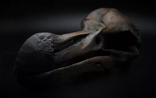 Dodo 2.jpg