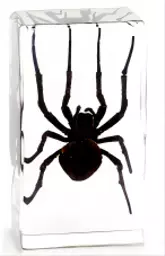 K20264   Spider.png