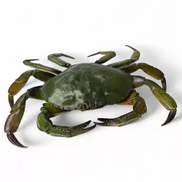 Plastic Crab 1.jpg