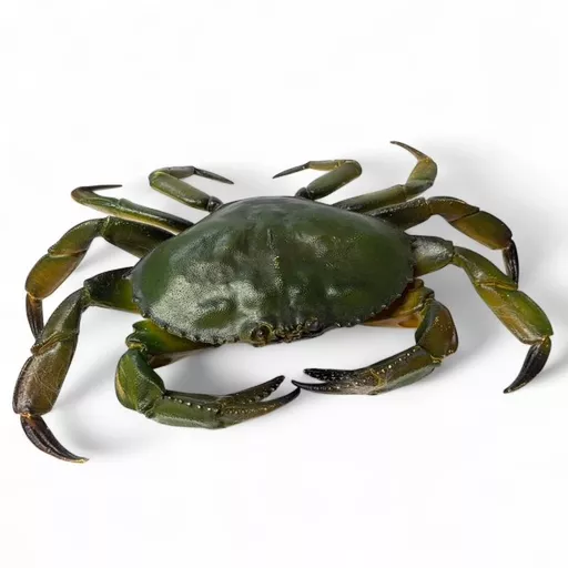 Plastic Crab 1.jpg