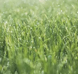 Grass Seed Patch Repair