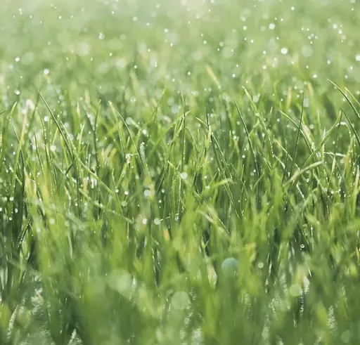 Grass Seed Patch Repair