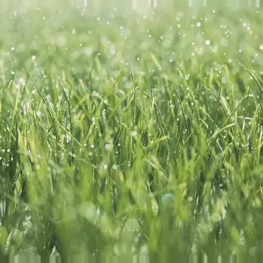 Grass Seed - Lawn Patch Repair Mix - 250g