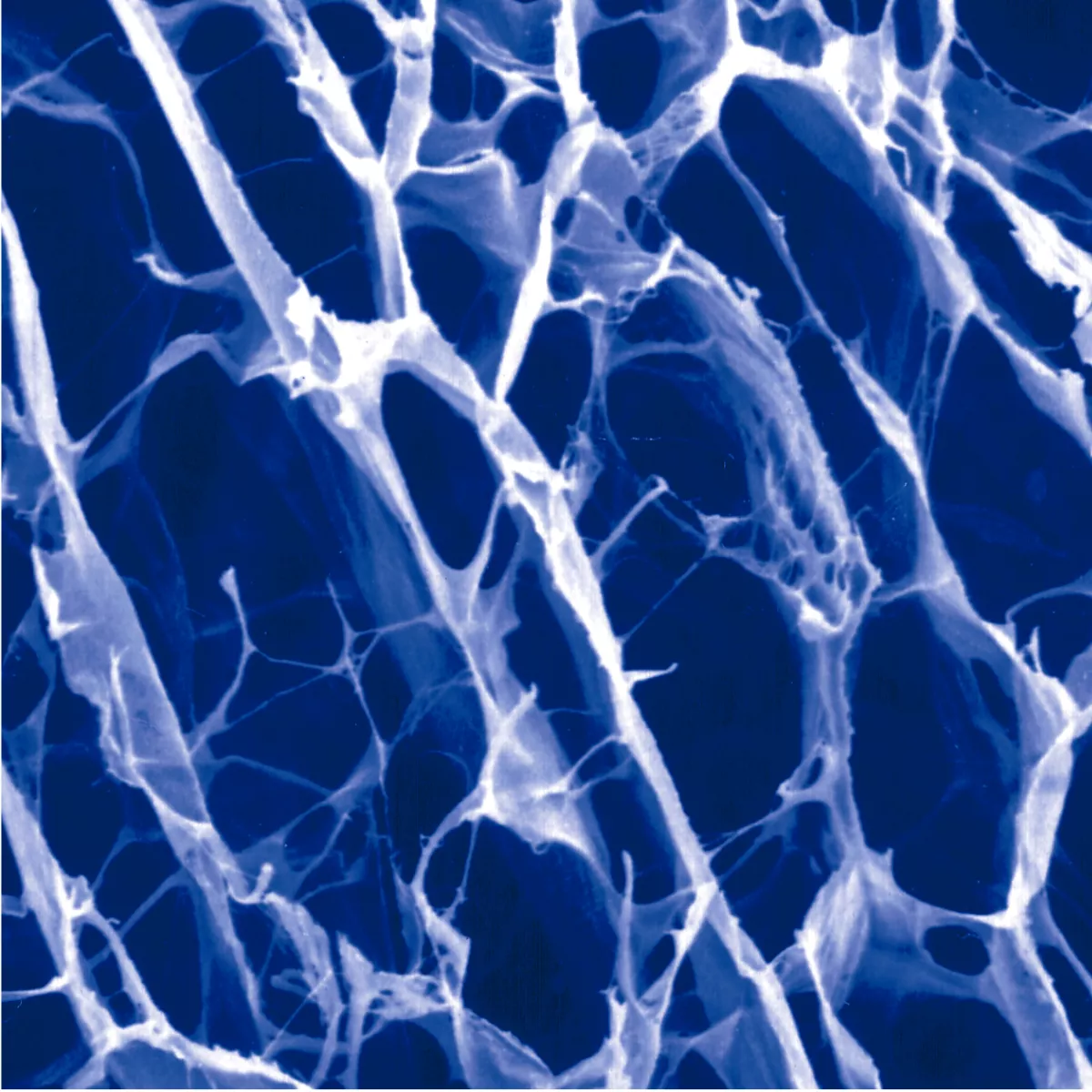 collagen.png