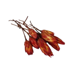 Red protea.webp