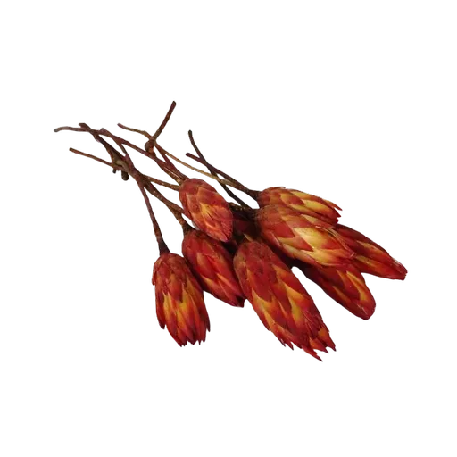 Red protea.webp