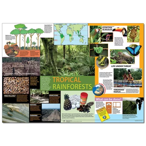 Tropical Rainforest Poster