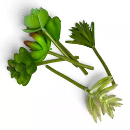 Succulents collection 2.jpg