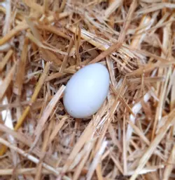 CLB egg.jpg