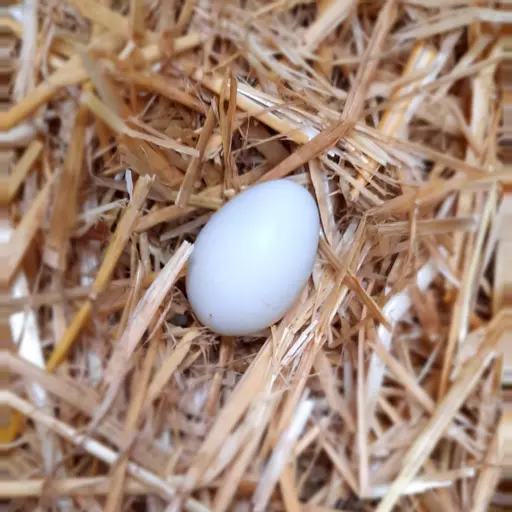 Hatching Eggs