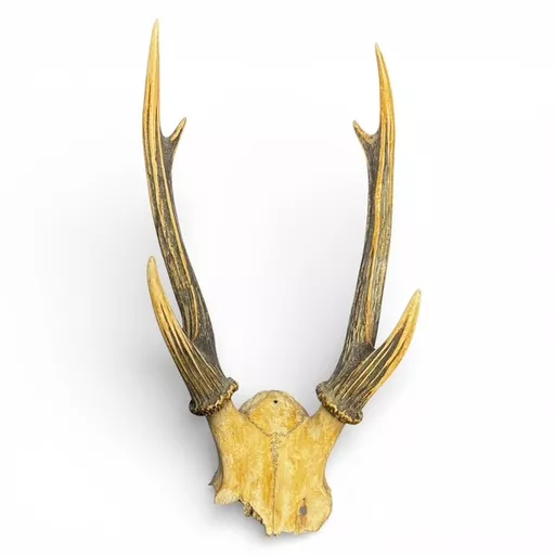 Antlers 1.jpg