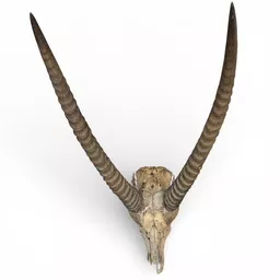 Antelope Skull 1.jpg