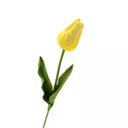 Yellow Tulip.jpg