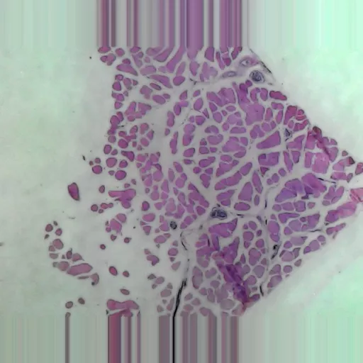 MICROSCOPE SLIDE - Striated muscle T.S. for muscle spindle