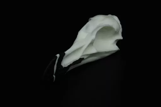Razorbill 2.jpg