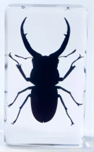K20256   Stag Beetle.png