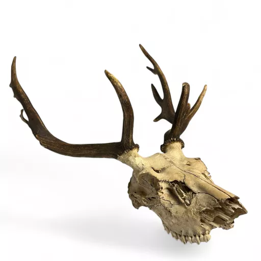 Large Full Deer Skull