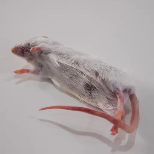 Frozen mouse Pk10