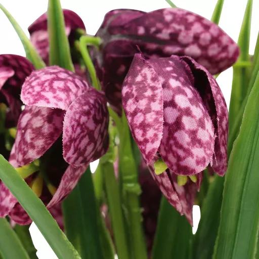 Fritilaria 2.jpg