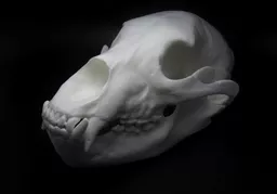 Bear 2.jpg