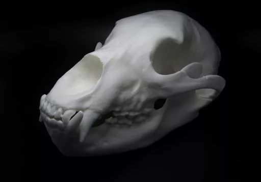 Bear 2.jpg