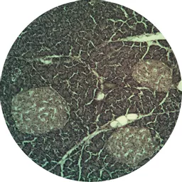 FINHC1006586.png