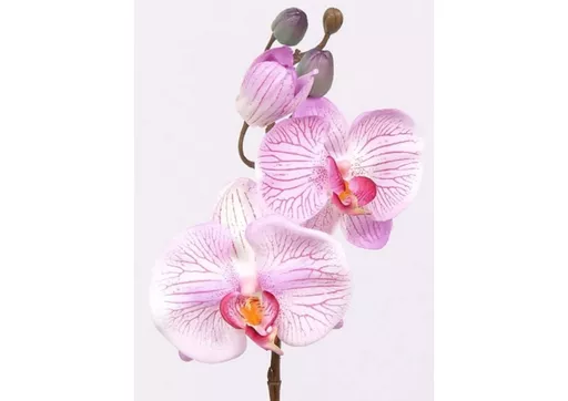 phalaenopsis - pink (small).jpg