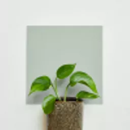 grassy wall.webp