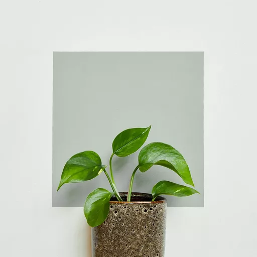 grassy wall.webp