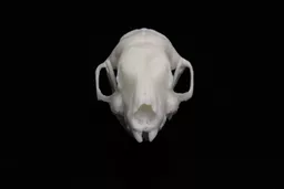 Hedgehog 3.jpg