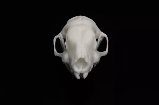 Hedgehog 3.jpg