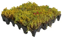 GrufeKit-Sedum-Tray.png