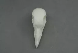 Pigeon 3.jpg