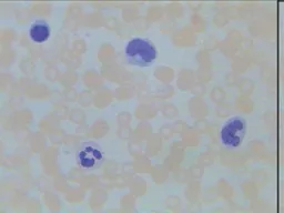 FINHC1006568.png