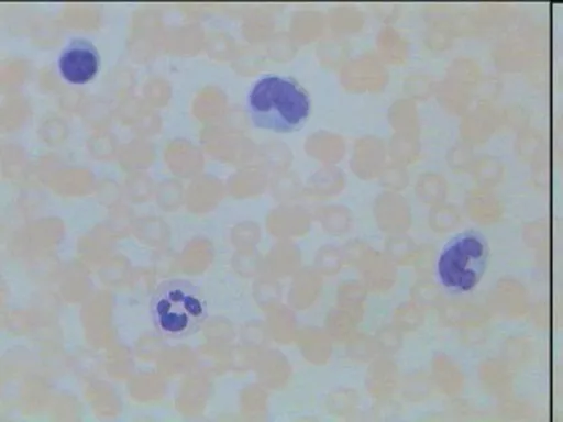 FINHC1006568.png