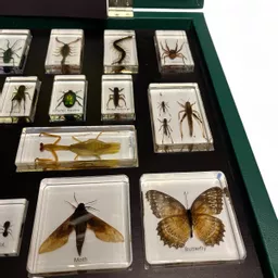 Insect Boxes (7).jpg