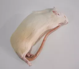 rat.png