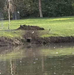 Shelduck Nest Box In Lake Bank