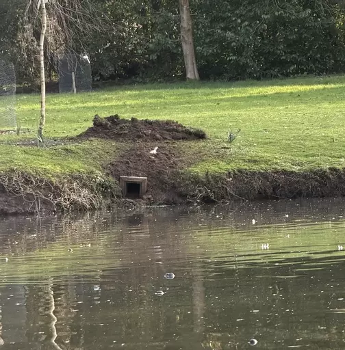 Shelduck Nest Box In Lake Bank