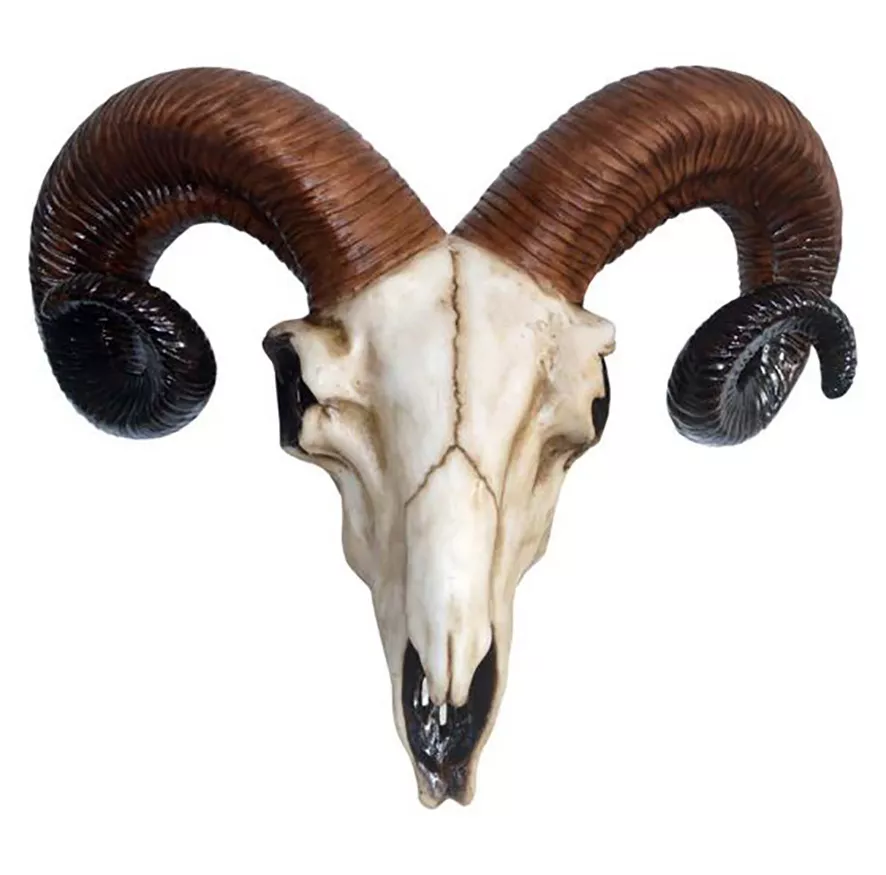 Small rams Skull.jpg