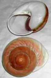 https://starbek-static.myshopblocks.com/images/tmp/se_153_snail1.5.jpg