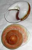 Giant Snailshells