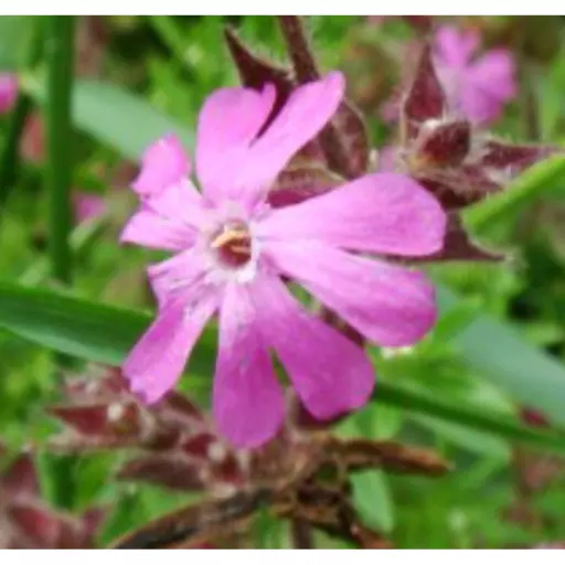 REDCAMPION.jpg